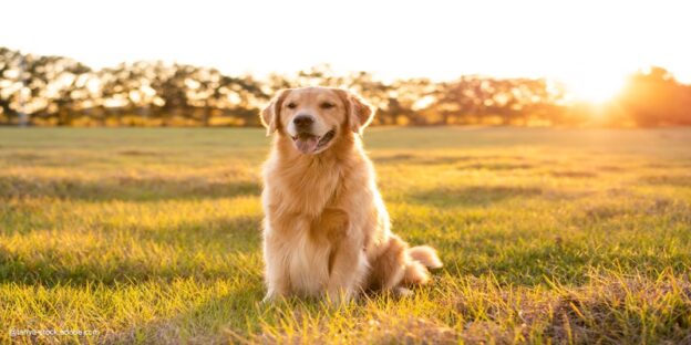 Rheumatologie in München: Hund verbessert Lebensqualität